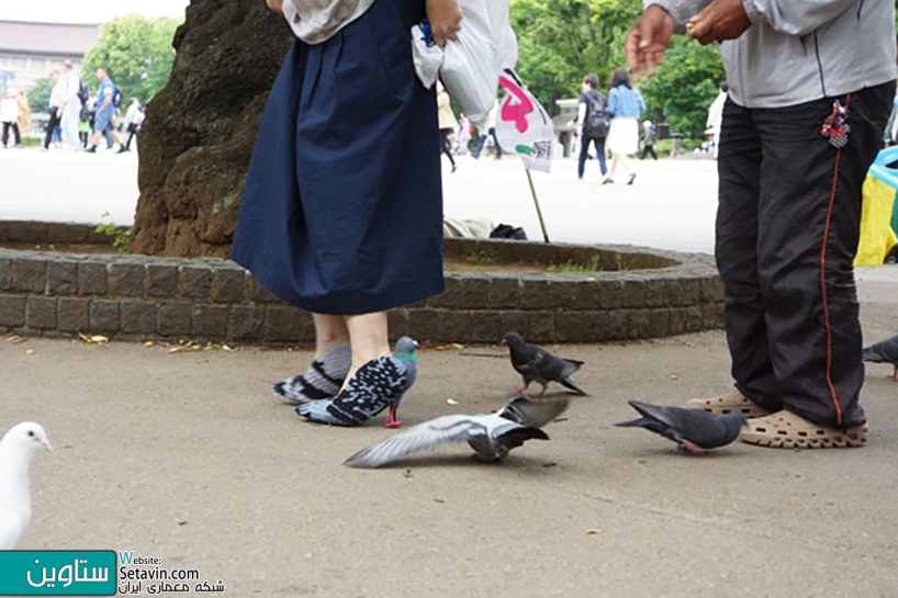 کفش هایی به شکل کبوتر در هماهنگی با حیات وحش پارک ایونو توکیو