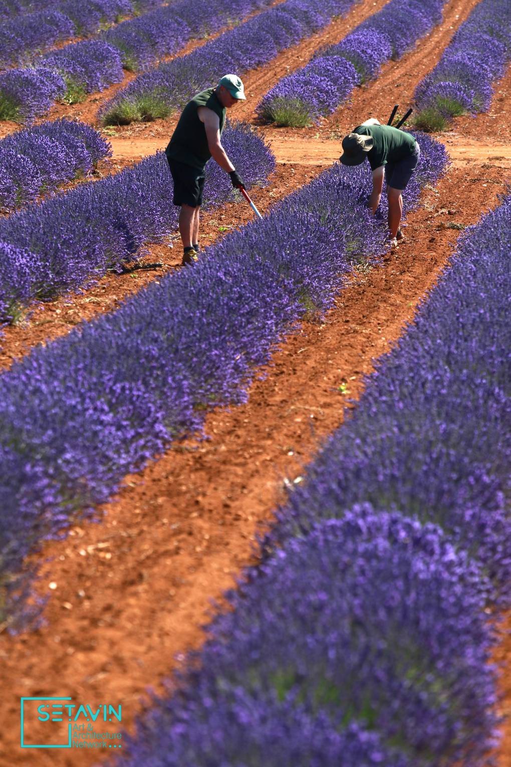 نگاهی به مزارع اسطوخودوس در انگلستان