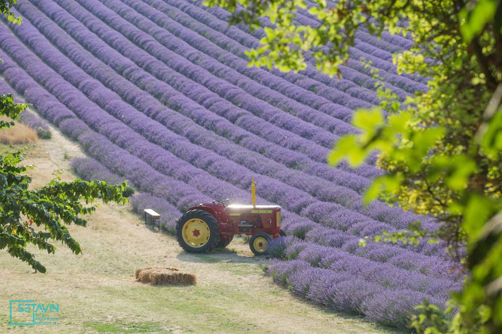 نگاهی به مزارع اسطوخودوس در انگلستان