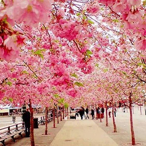 تصویر - ژاپن غرق در عطر شکوفه های گیلاس - معماری