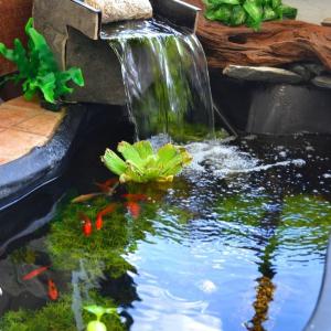 عکس - یک حوضچه درون باغچه یا تراس خانه تان بسازید.