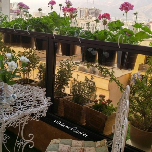 تصویر - گل و گیاه در تراس خانه های ایرانی - معماری