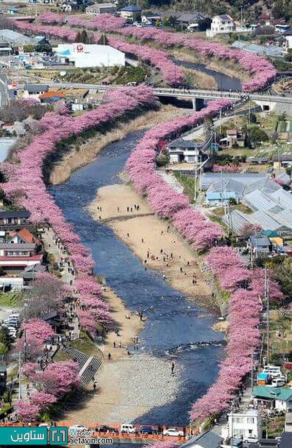 شکوفه های گیلاس در بهار ژاپن