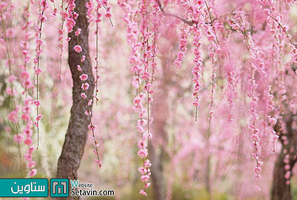 جشنواره شکوفه‌ها در ژاپن