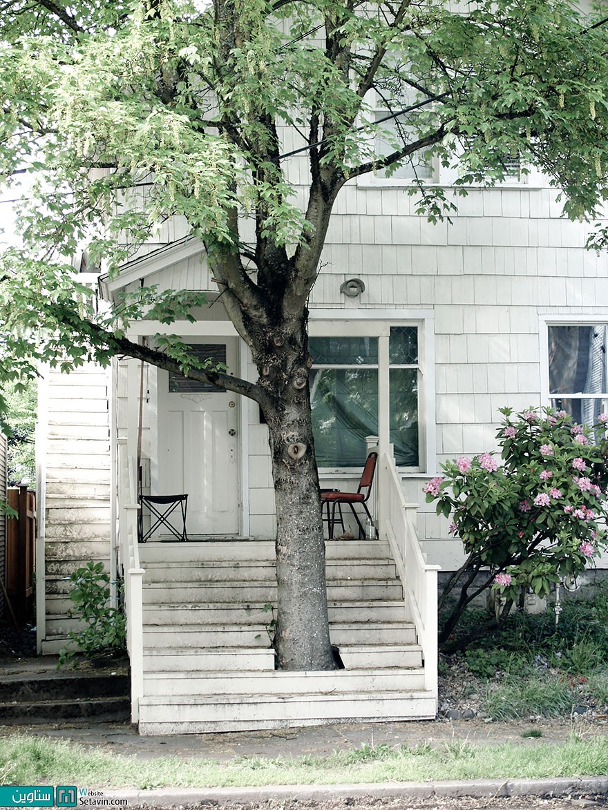 خانه ای در ترکیب با درختان