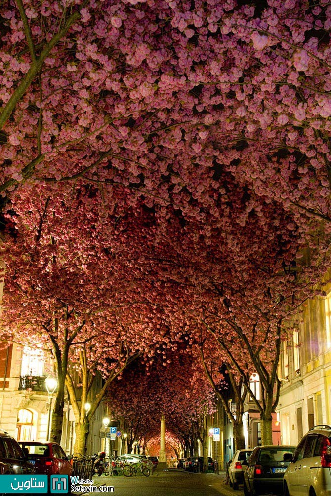 جشنواره شکوفه های گیلاس( یا ساکورا)