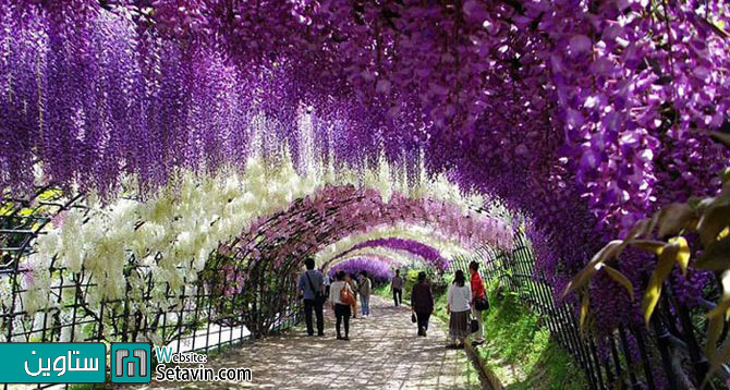 Wisteria Flower Tunnel in Japan 