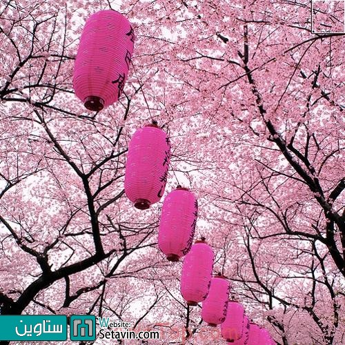 جشنواره شکوفه های گیلاس 
